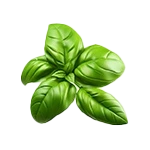 Basilic