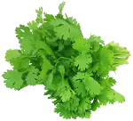 coriandre